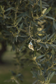 Esclava Cala plata